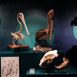 Brown pelican mount and skeleton.