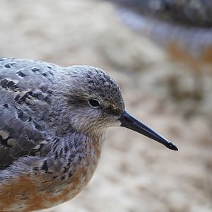Red knot