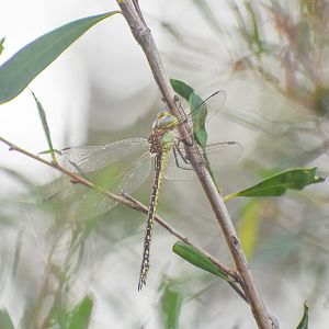 Australian Duskhawker, Austrogynacantha heterogena