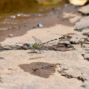 Unicorn Hunter, Austrogomphus cornutus