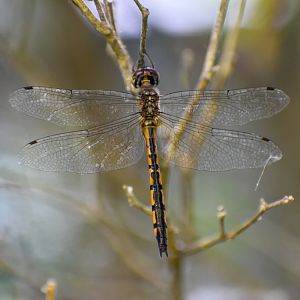 Fat-bellied Emerald, Hemicordulia continentalis
