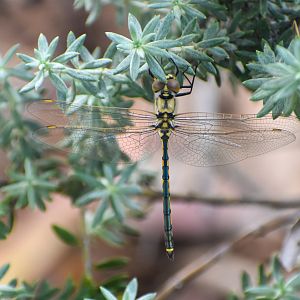 Tau Emerald, Hemicordulia tau