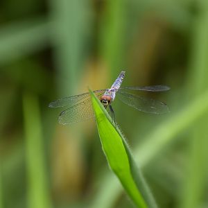 Palemouth, Brachydiplax denticauda