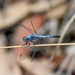 Chalky Percher, Diplacodes trivialis
