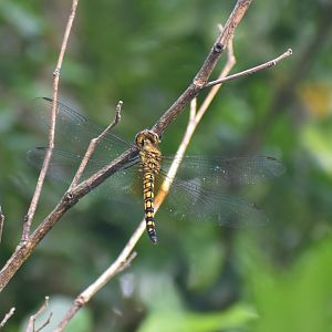 Water Prince, Hydrobasileus brevistylus