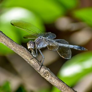 Blue Skimmer, Orthetrum caledonicum