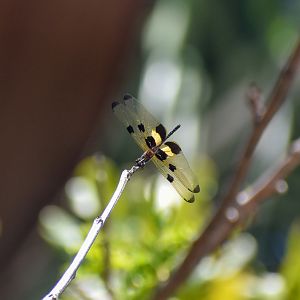 Yellow-striped Flutterer, Rhyothemis phyllis