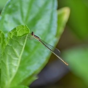 Pygmy Wisp, Agriocnemis pygmaea