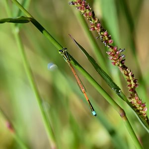 Aurora Bluetail, Ischnura aurora