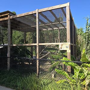 Mountain Coati habitat