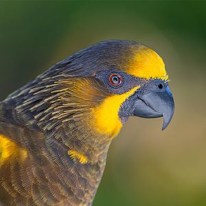 Brown Lory (Chalcopsitta Duivenbodei)