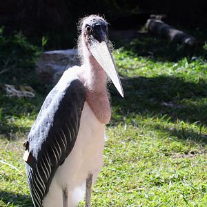 Marabou Stork