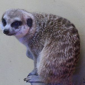 Meerkat