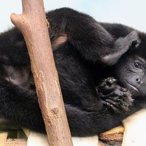 Mantled Howler Monkey