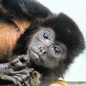 Mantled Howler Monkey