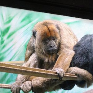 Black-and-gold Howler Monkey