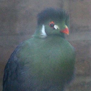 White-cheeked Turaco