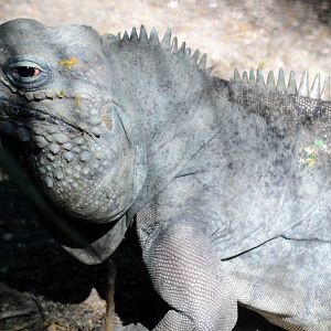 Grand Cayman Blue Iguana