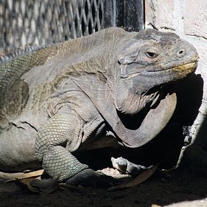 Anegada Iguana