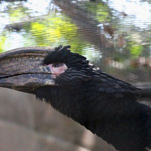 Trumpeter Hornbill