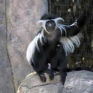 Tanzanian Black-and-white Colobus
