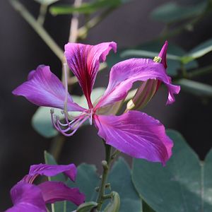 Hong Kong Orchid Tree blossom