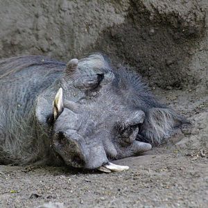 Common Warthog