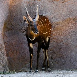Harnessed Bushbuck (male)