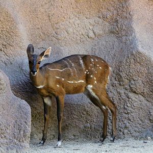Harnessed Bushbuck (female)