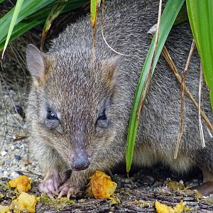Brush-tailed bettong