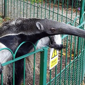 Giant anteater being fed