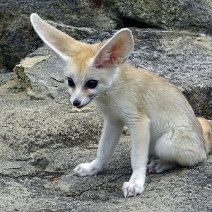 Young fennec fox