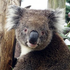 Koala