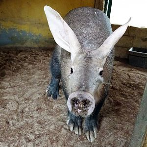 Aardvark