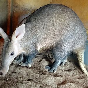 Aardvark