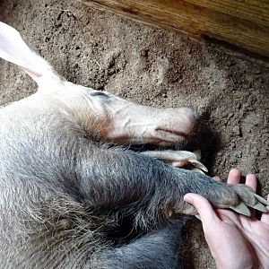 Holding hands with an aardvark