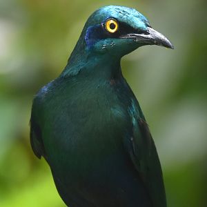 Lesser Blue-eared Starling (Lamprotornis chloropterus)