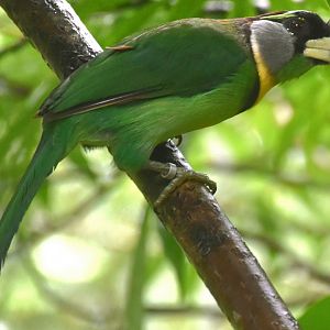 Fire-tufted Barbet (Psilopogon pyrolophus)