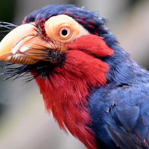 Bearded Barbet (Pogonornis dubius)
