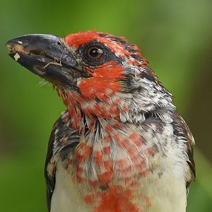 Vieillot's Barbet (Lybius vieilloti)