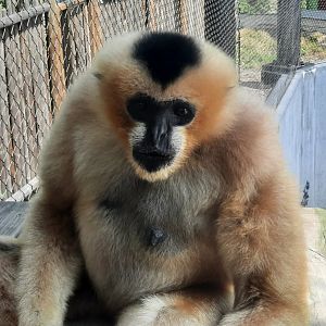 White Cheeked Gibbon