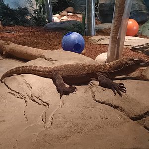 Komodo Dragon - Jasper
