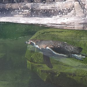 Swimming Humboldt Penguin