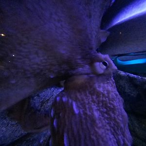 Giant Pacific Octopus