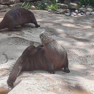North American River Otter