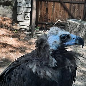 Cinerous Vulture
