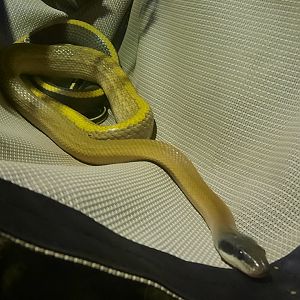 Cave Dwelling Rat Snake