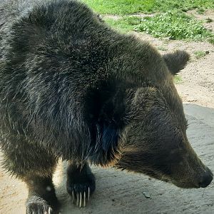 Grizzly Bear Close Up