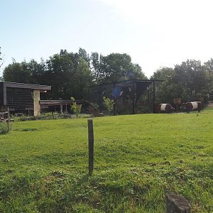Lakenvelder cattle paddock, Entrance building and Limburg aviary with Black stork, Raven and Eurasian eagle owl, 2024-08-21