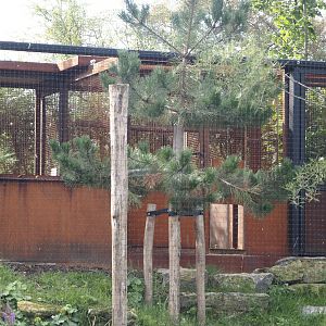 Limburg aviary with Black stork, Raven and Eurasian eagle owl - Holding area, 2024-08-21